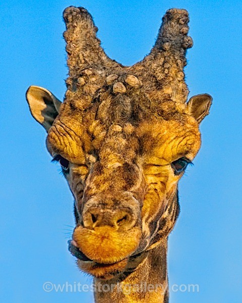 I Can Taste It Already ! - Wildlife and Animals