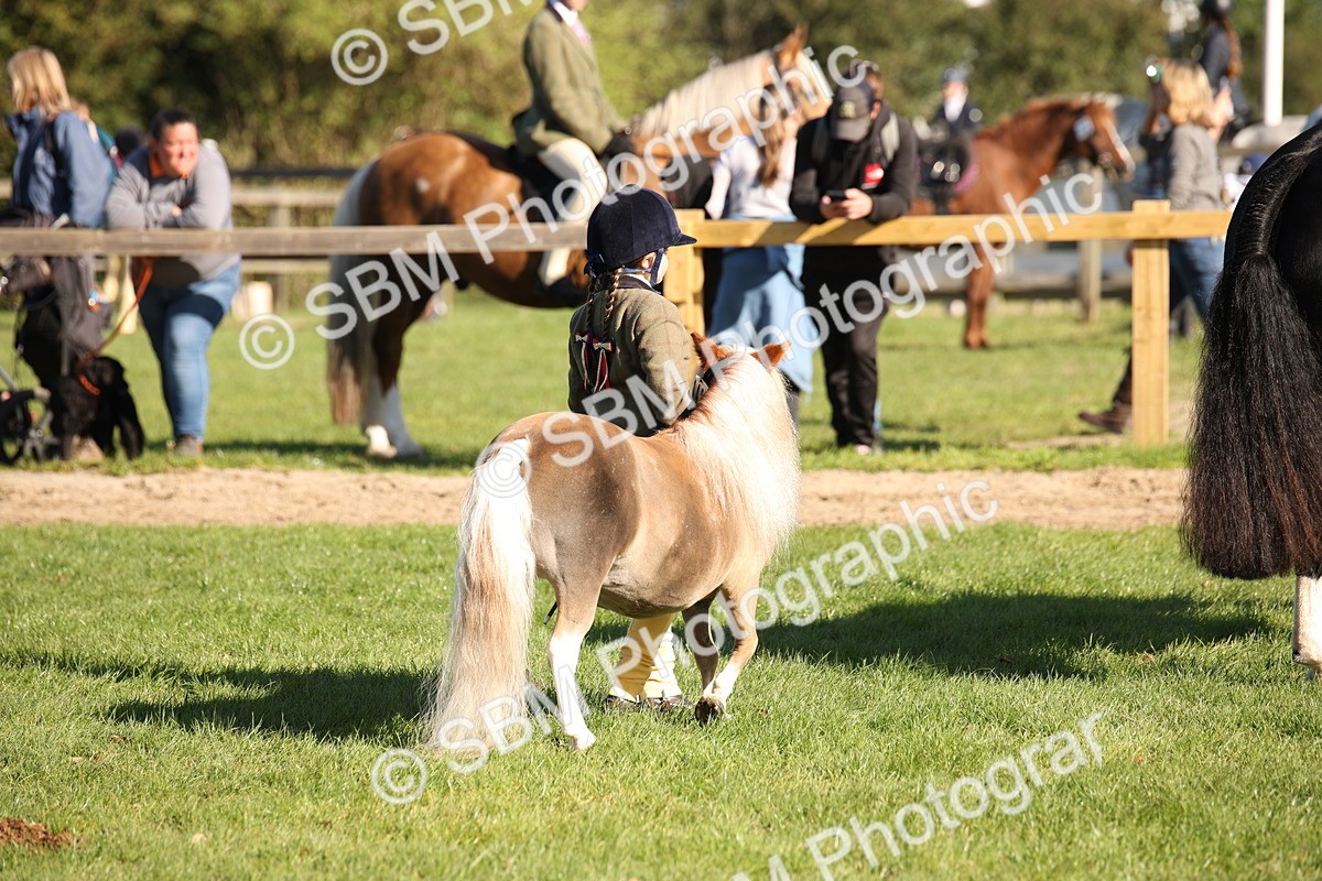 SBM_36541 - S10 - Best In Hand Horse & Pony