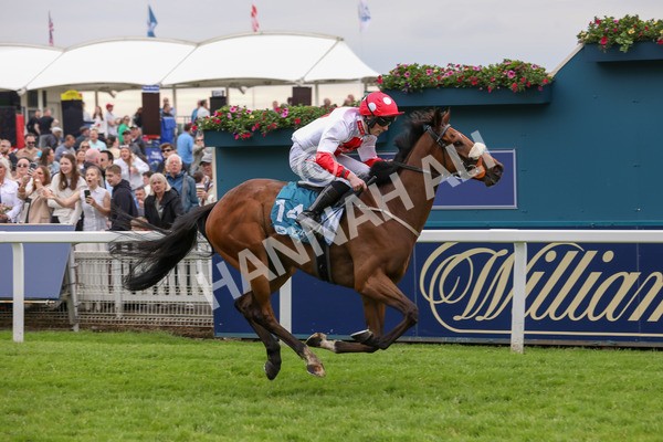 250524-Race 7-Feel The Need-3375 - Race 7 5.05pm Alf Duffield Memorial Handicap
