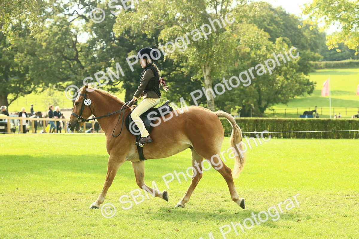 SBM_62502 - S62 - Foreign Breeds Ridden