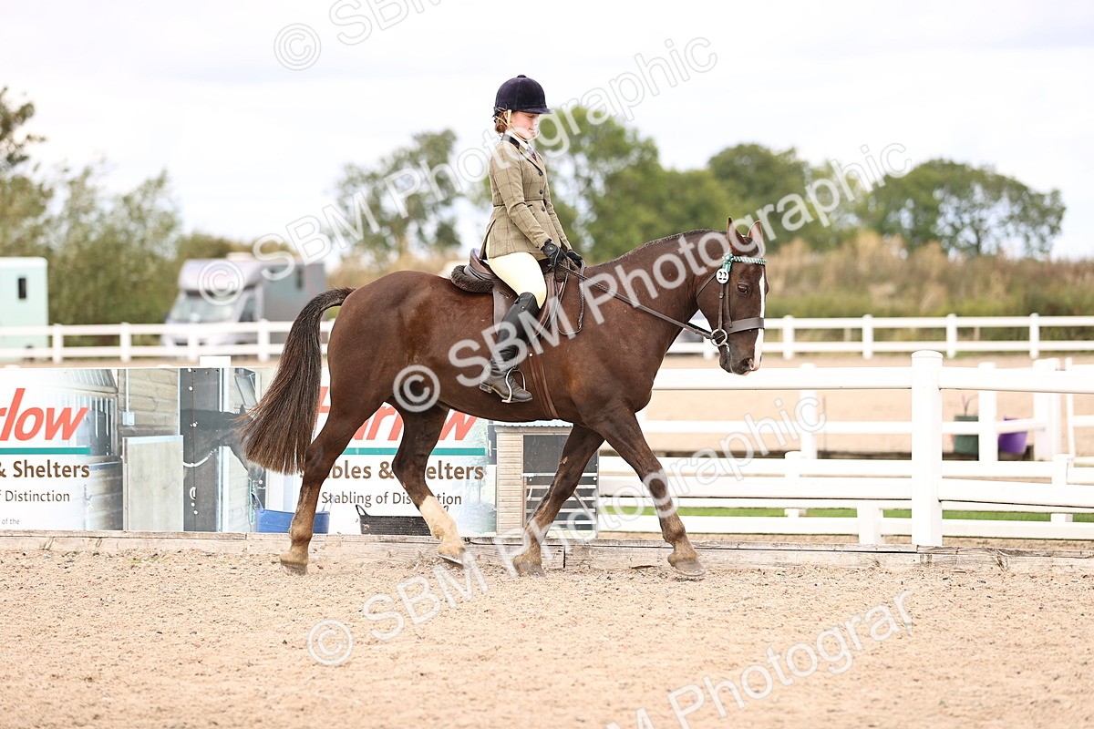 SBM_15983 - Class 417 - Handsomest Gelding (IH or Ridden) Jnr