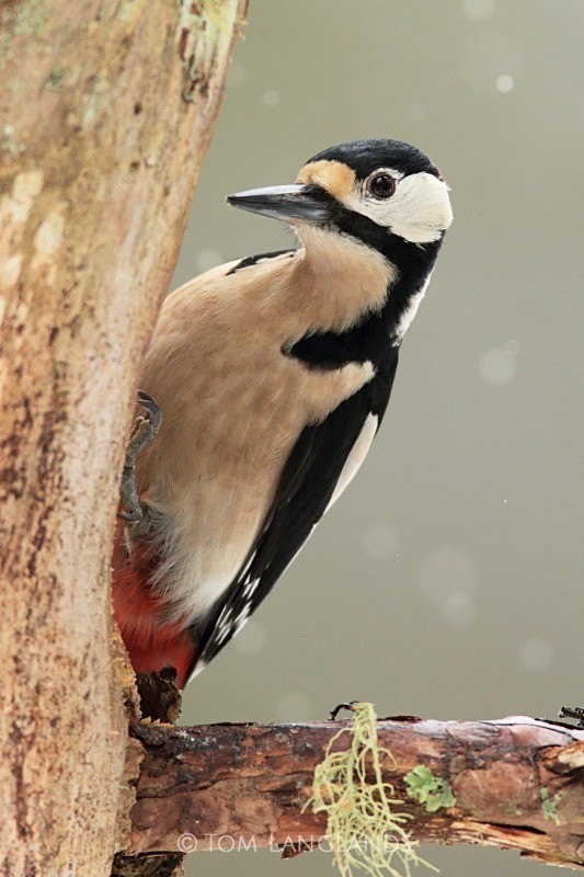 Woodpecker - All Other Birds