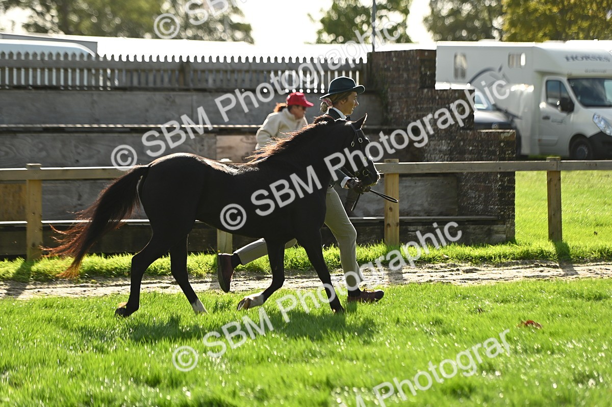 SBM_15936 - S1 - TSR in Hand Horse & Pony Showing
