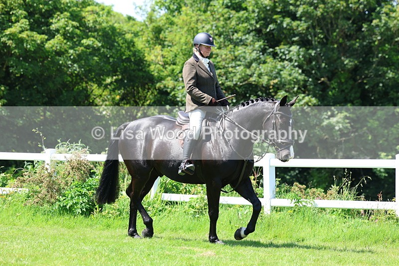 3E7A7150 - Class 30: Novice Working Hunter