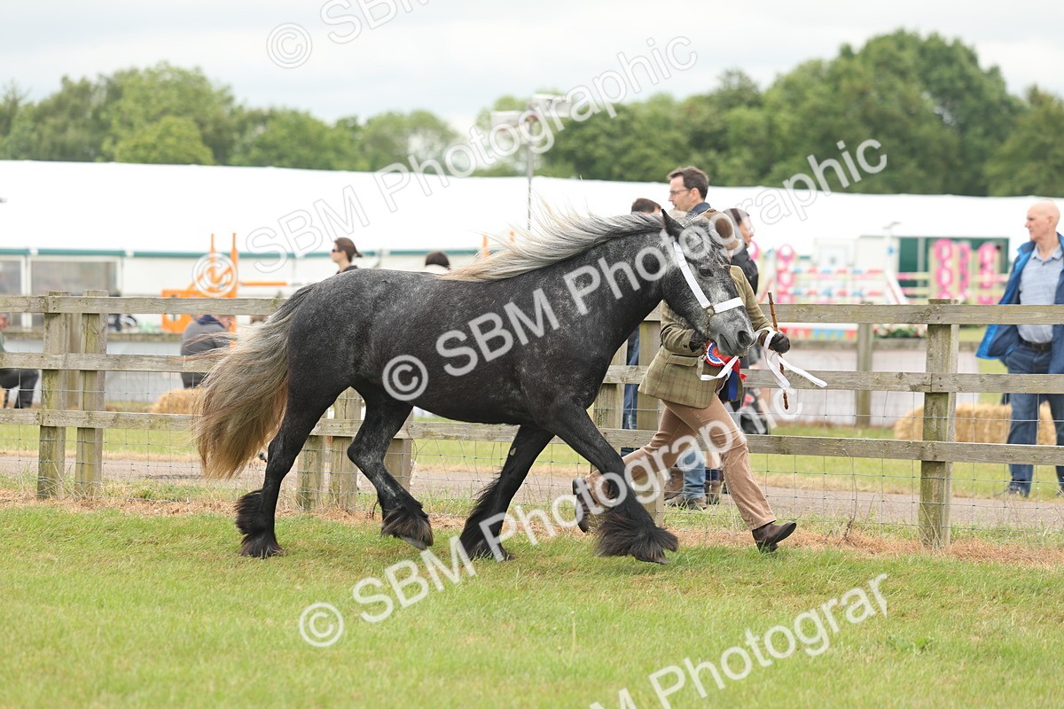 SBM_05055 - Class 50-57 - M&M Welsh Pony In Hand