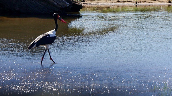 Saddlebilled Stork - SA - BIRDS & INSECTS