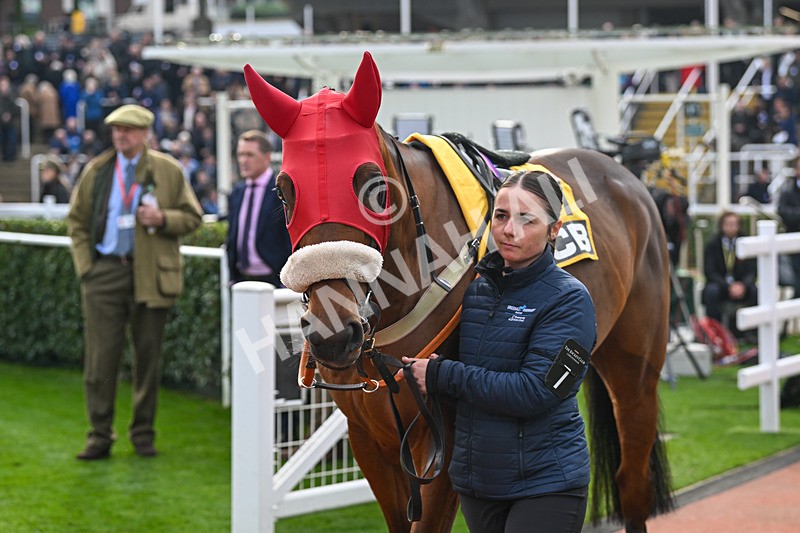 161124-Race 1-Paddock-My Noble Lord-9122 - Race 1