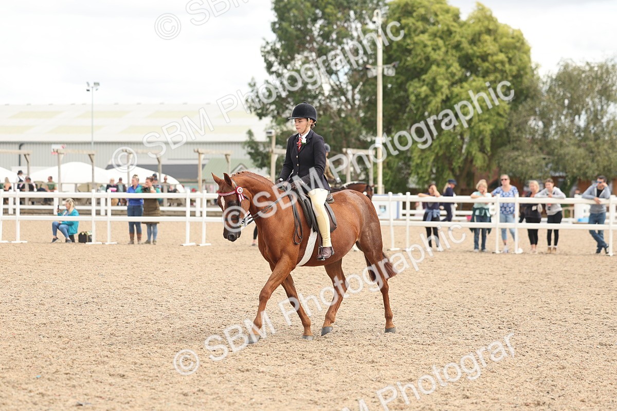 SBM_15997 - Class 311 - Ridden Show pony-Show hunter Pony