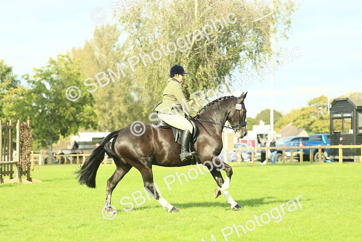 SBM_50631 - S33 - Working Hunter & Working Show Horse