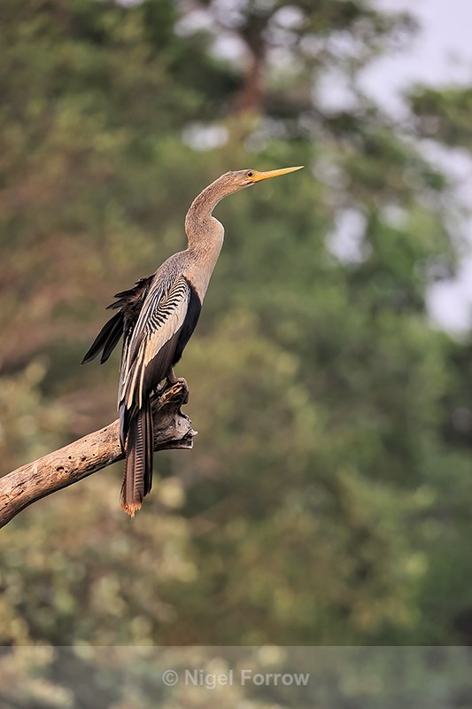 Anhinga perched upright, Pantanal, Brazil - Anhinga