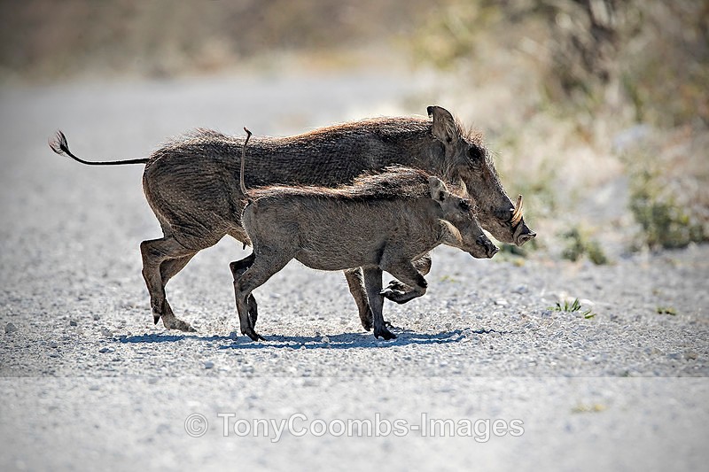 Warthog - Etosha National Park ~ Mammals