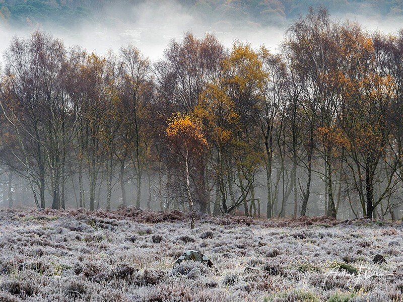  - Woodland