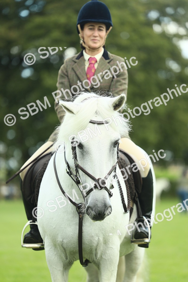SBM_42173 - S29 - Novice & Newcomers Working Hunter Pony