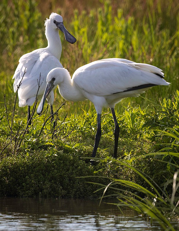 two fledgling Spoonbills [Teaspoons] - Latest ..Spoonbills at Burton Mere Wetlands, Wirral. UK