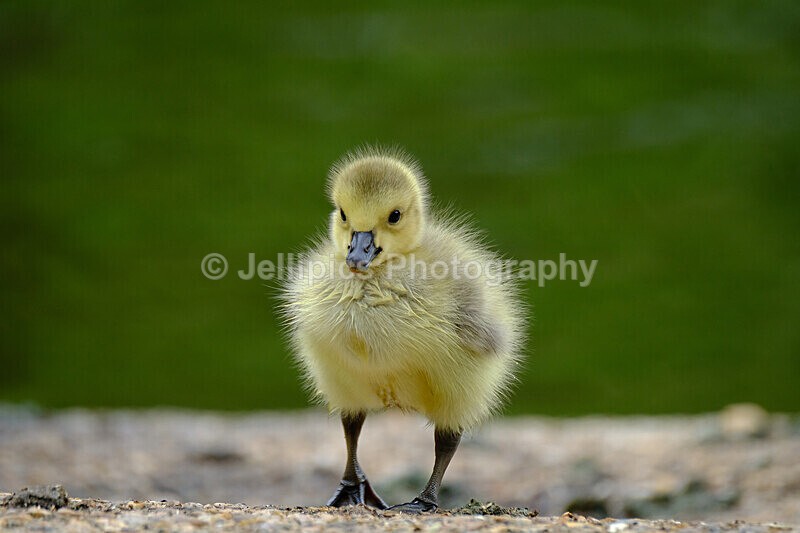  - Wildlife and Nature