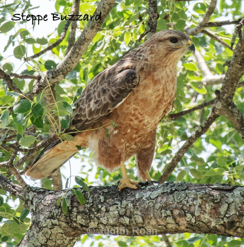  - South Africa Birds and Mammals