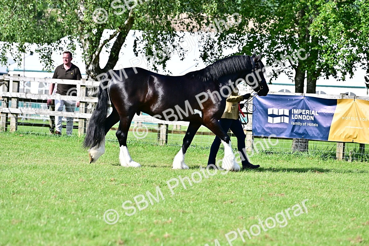 SBM_10139 - Class 63-65 - Traditional Gypsy Cobs In Hand & Ridden