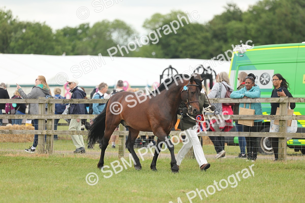 SBM_05037 - Class 50-57 - M&M Welsh Pony In Hand