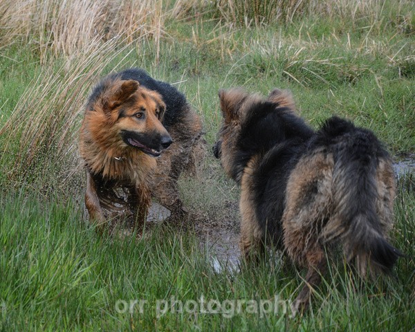  - Dogs