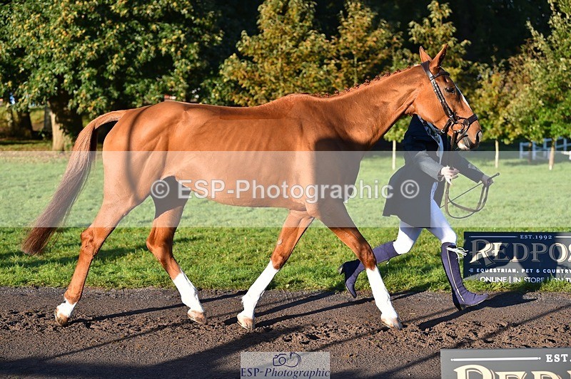 231022-091320-21627 - 613-CAVS.GIRL-Anna.Webster-TrotUp+SJ