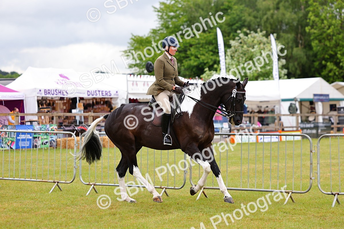 SBM_02493 - Class 9-11 Side Saddle including LIHS Rising Star Ladies Show Horse