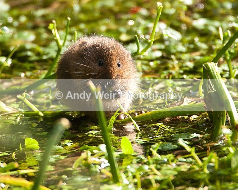 20090907-155 - Water Vole