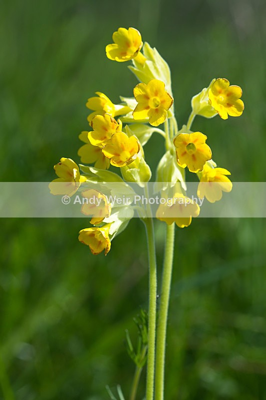 20130526-_MG_3779 - Plants and Flowers