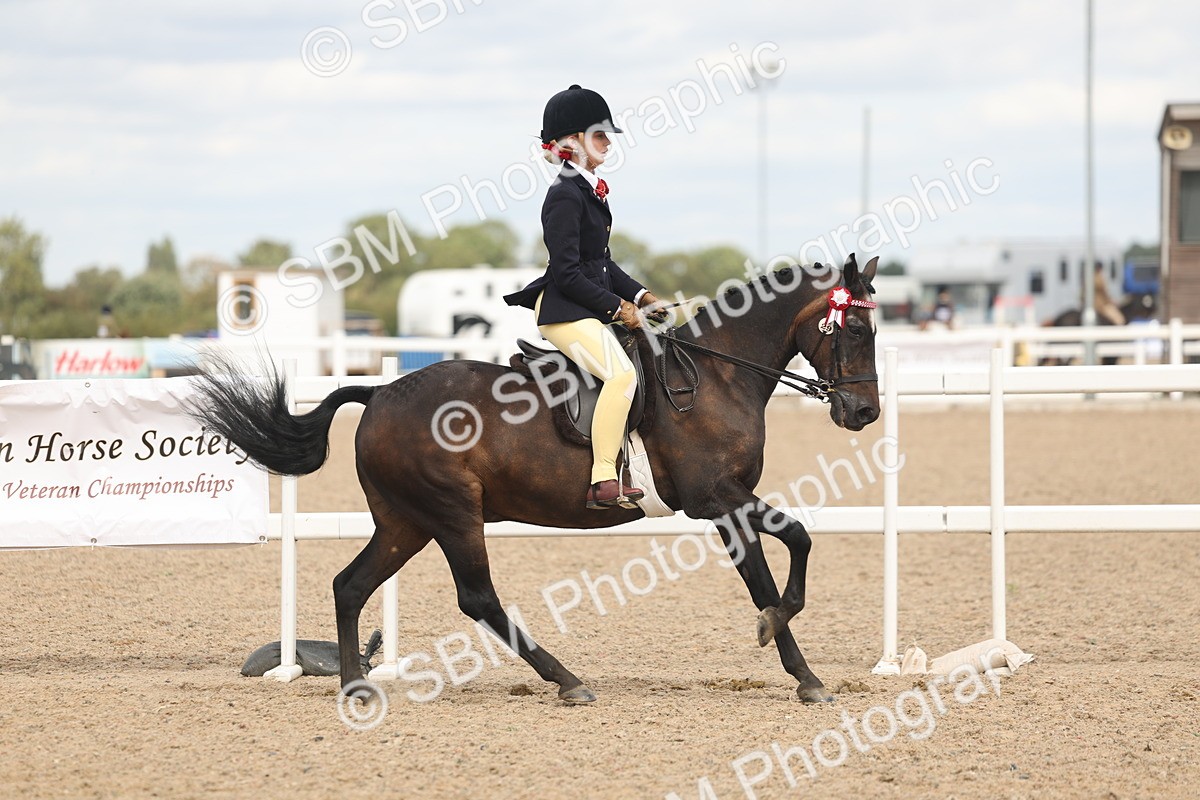 SBM_15978 - Class 311 - Ridden Show pony-Show hunter Pony