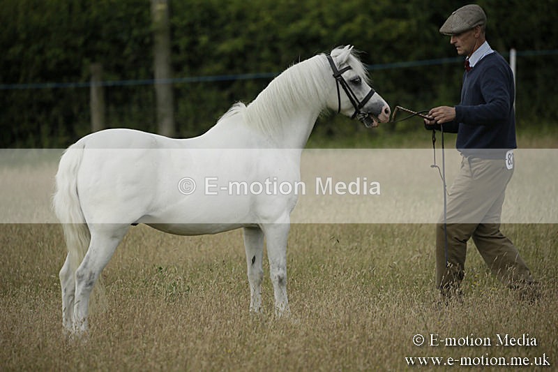 B230619-0160 - Bourne Valley Riding Club Summer Show 23/06/19