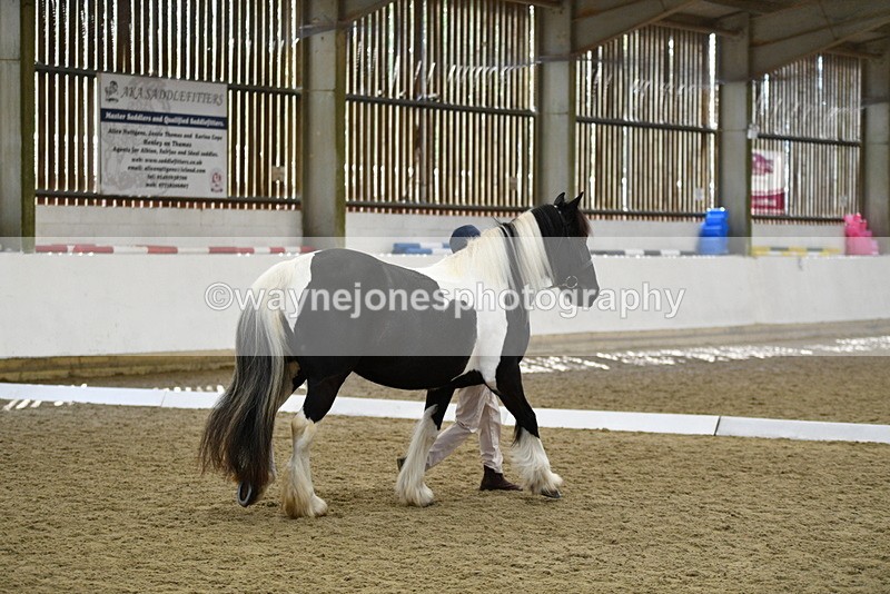 WJ5_4979 - Class 7 In hand coloured / odd coloured