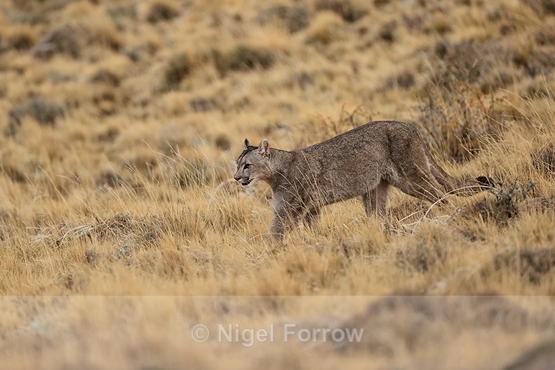 Puma Escacha following mother Petaca, Torres del Paine, Chile - Puma