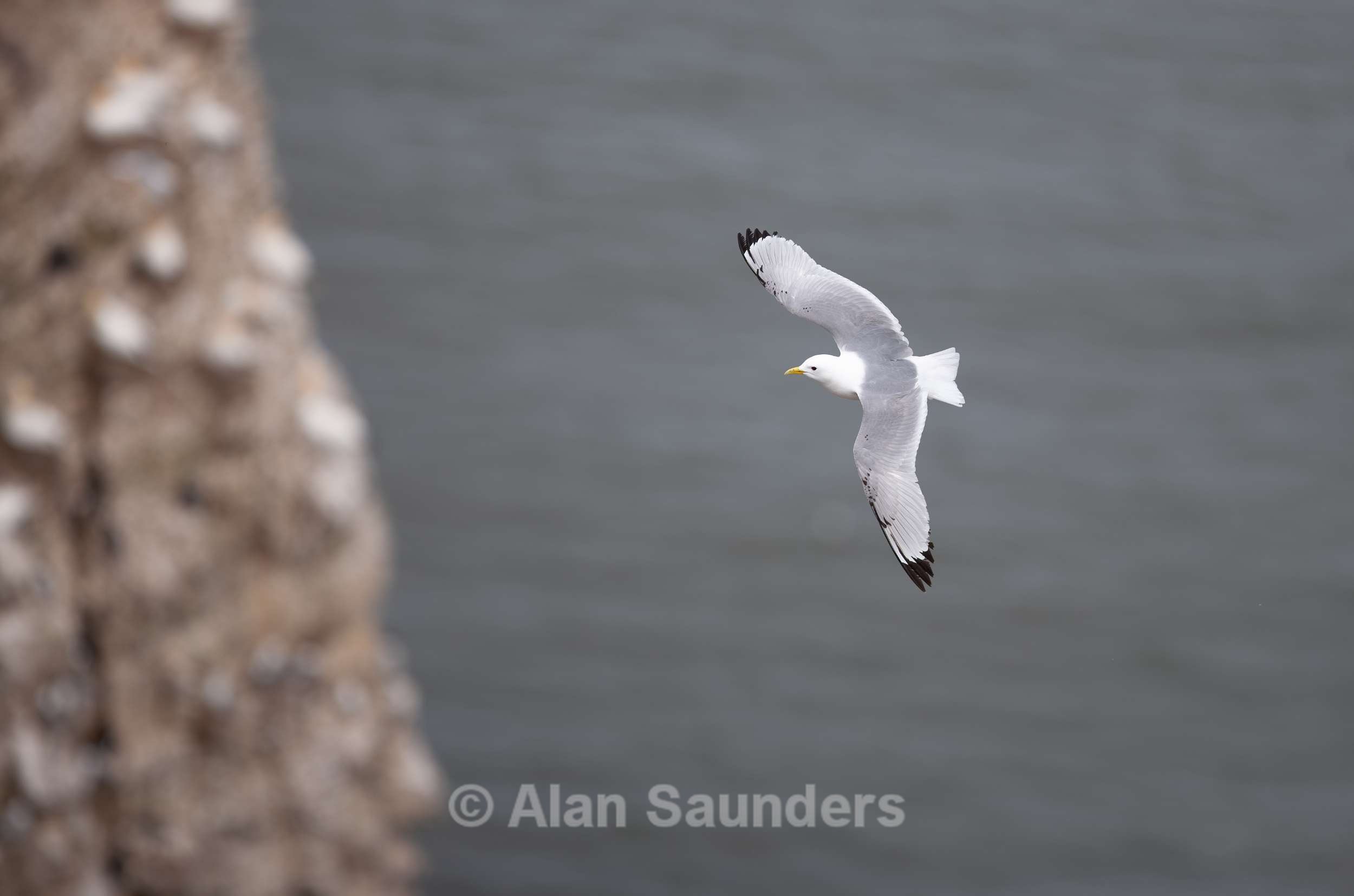 Black-Legged Kittiwake 2