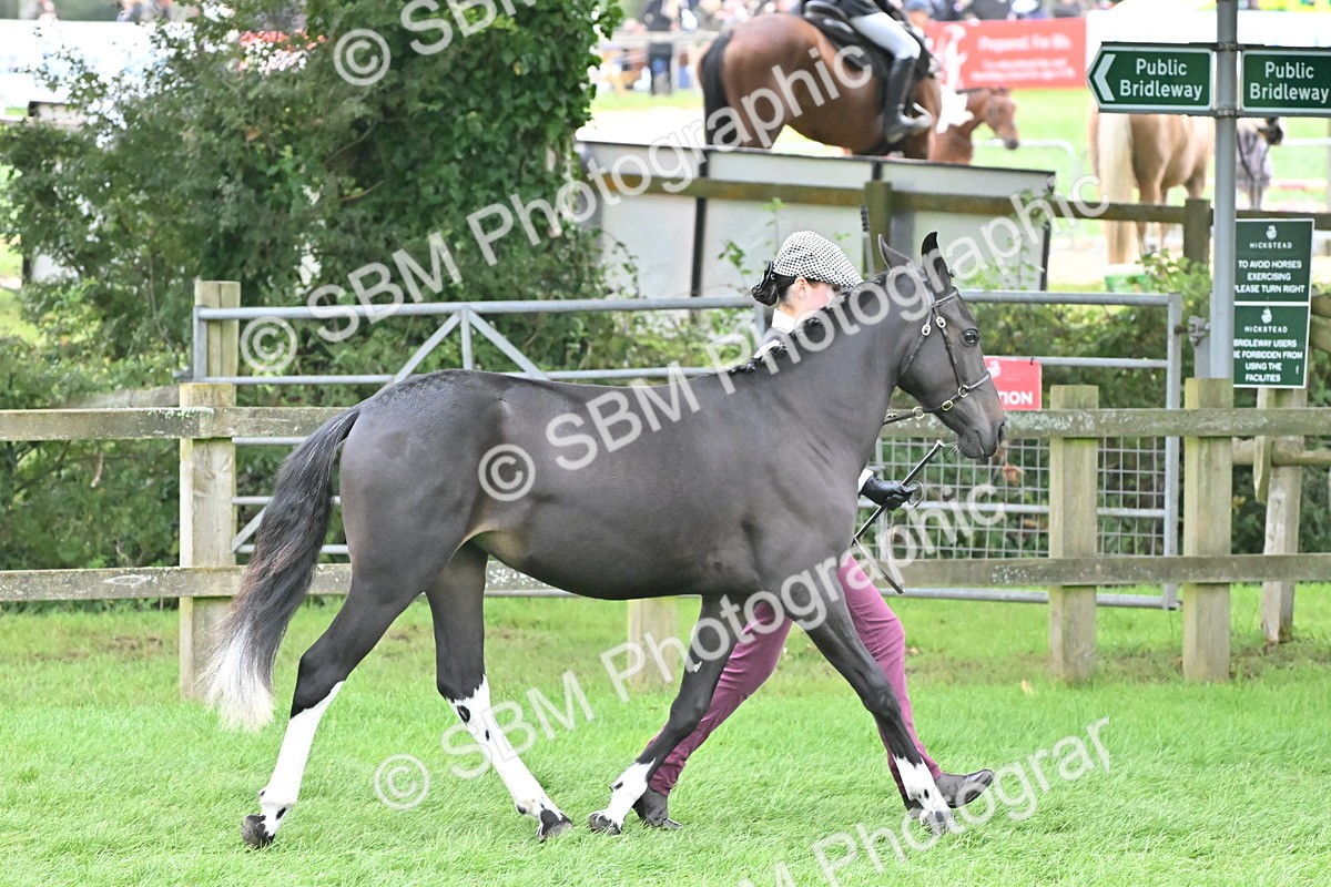 SBM_57550 - S46 - Part Bred Arab & Native Pony In Hand