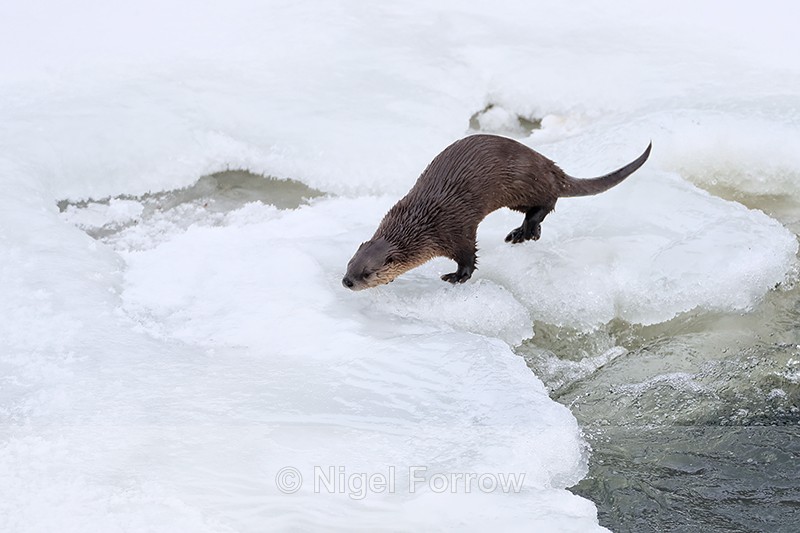 Yellowstone River Otter on ice, Wyoming, USA - Otter