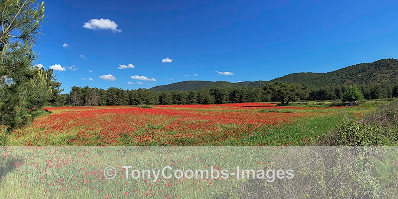 Poppy Field - Lesvos ~ Various Other