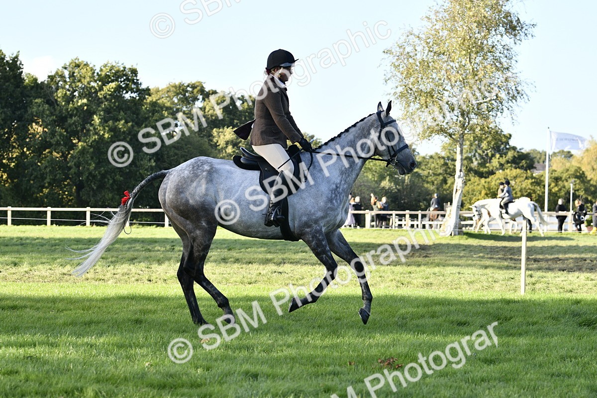 SBM_53507 - S14 - Riding Club Horse
