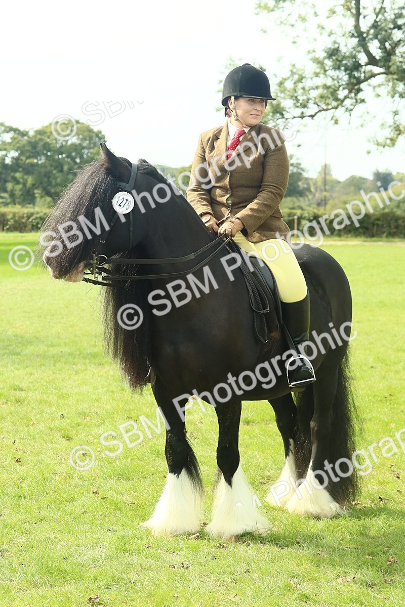 SBM_66742 - S34 - Rehabilitated Rescue Horse & Pony In Hand & Ridden