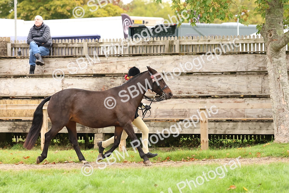 SBM_59862 - S36 - Rehabiliated Rescue Horse & Pony In Hand & Ridden