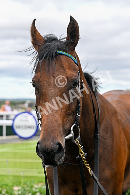 040726-Race 7-Zoulette-5796 - Race 7 17.40pm Happy Birthday Roy Archer Handicap