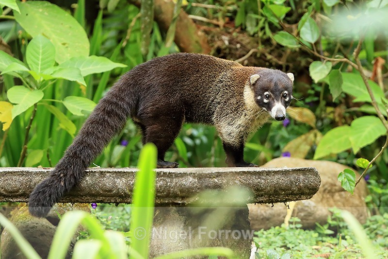 White-nosed Coati, Costa Rica - Coati