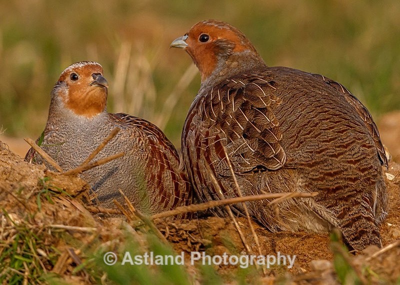 Astland Photography, Bird and Wildlife Images, Susan and Peter Wilson, U.K.