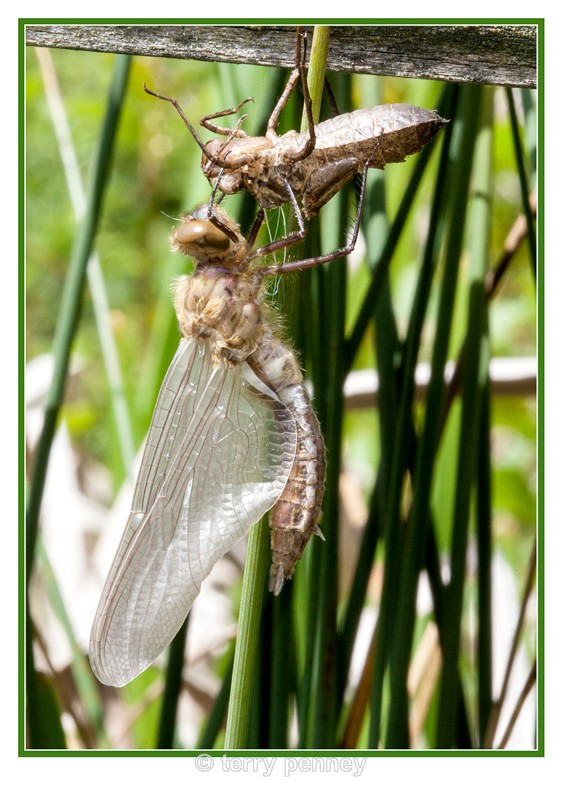 dragonfly Exuvia 5 - Insects & Spiders