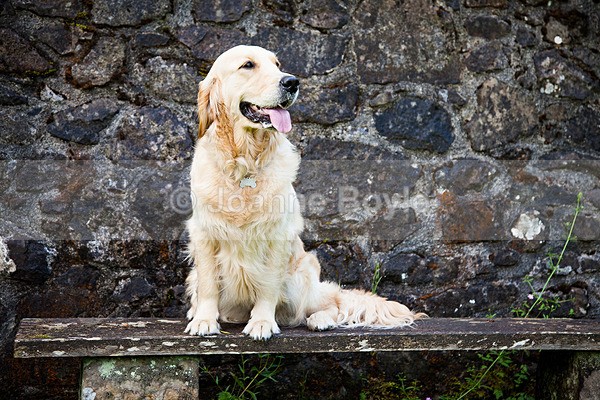 IMG_2499sm - Dog Portrait Photography