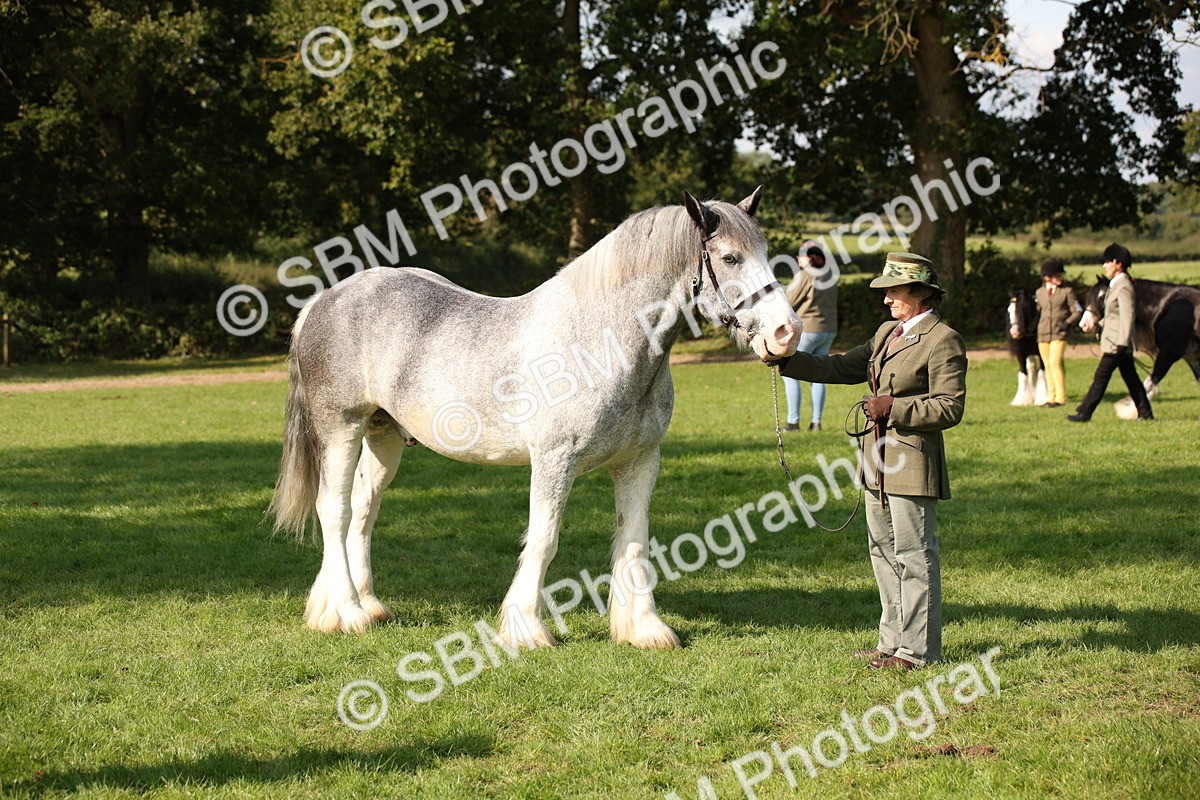 SBM_62247 - S55 - Traditional Cob In Hand