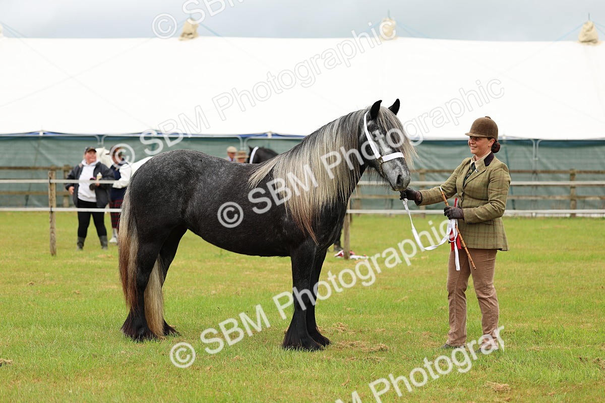 SBM_00436 - Class 58-67 - M&M Non Welsh Pony In hand