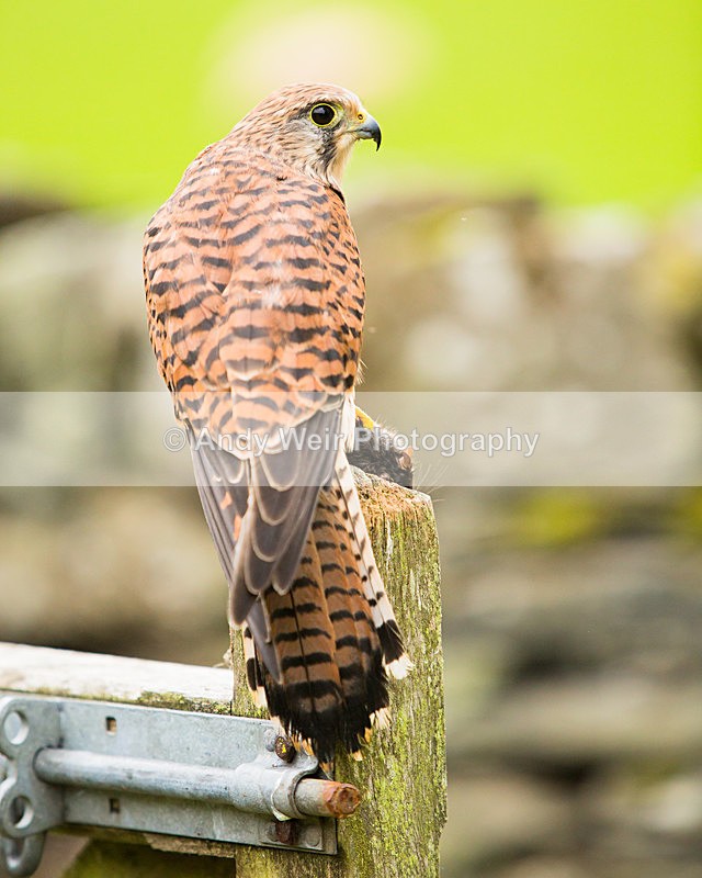 Kestrel & Mouse 2 - Kestrel