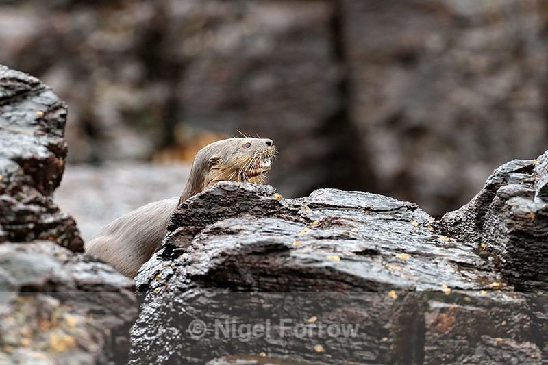 Marine Otter head above rocks, Chanaral Island, Chile - Otter