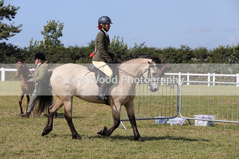 1X9A5528 - Class 38: NPS Novice Ridden Small and Large Breeds