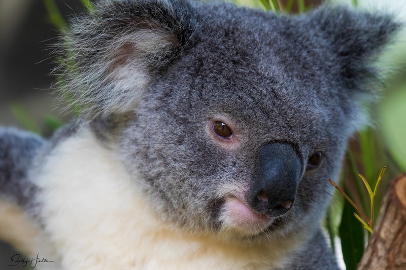 Koala Bear