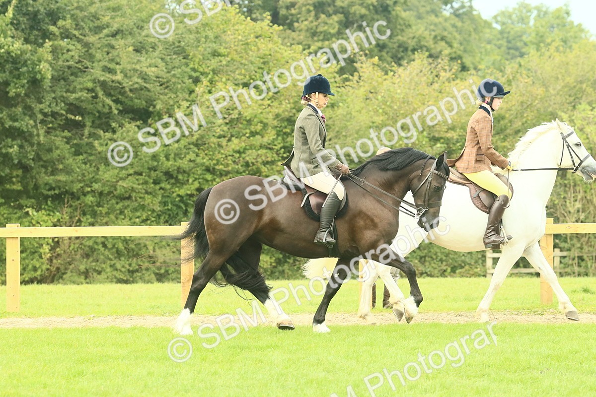 SBM_71841 - S60 - Mountain & Moorland Ridden Large Breeds